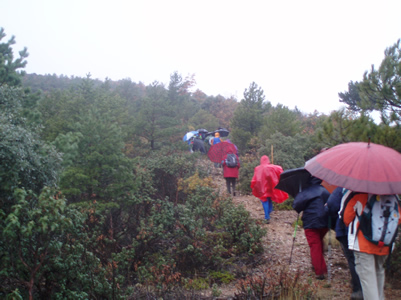 Atea Pinsapar Orcajo